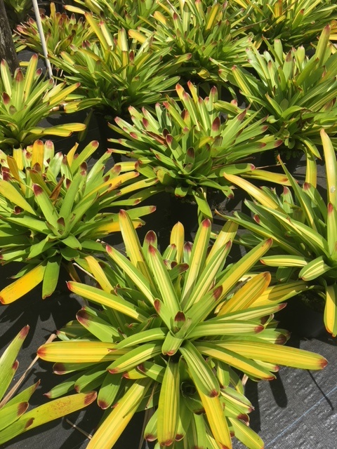 vriesea-bonfire-bromeliad