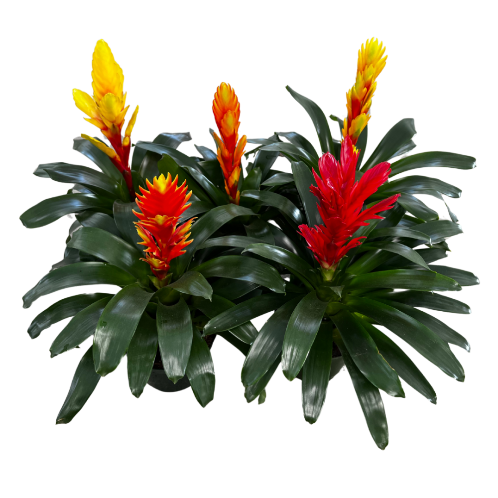 vriesea-bromeliad
