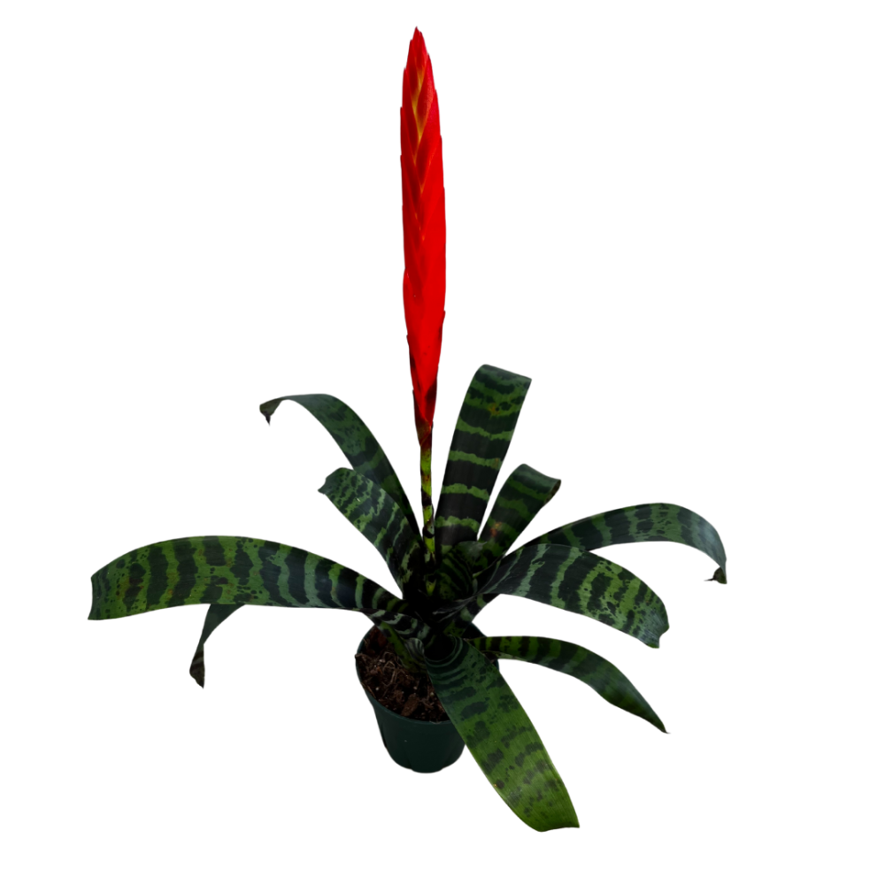 vriesea-bromeliad