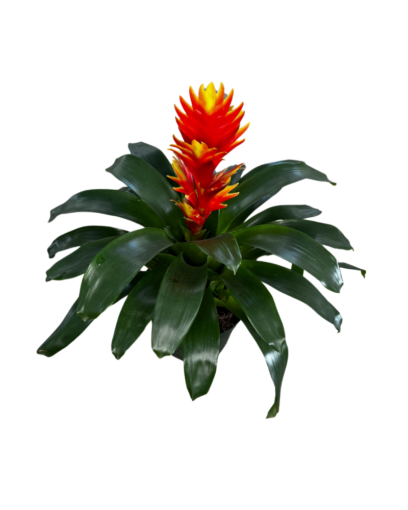 vriesea-bromeliad