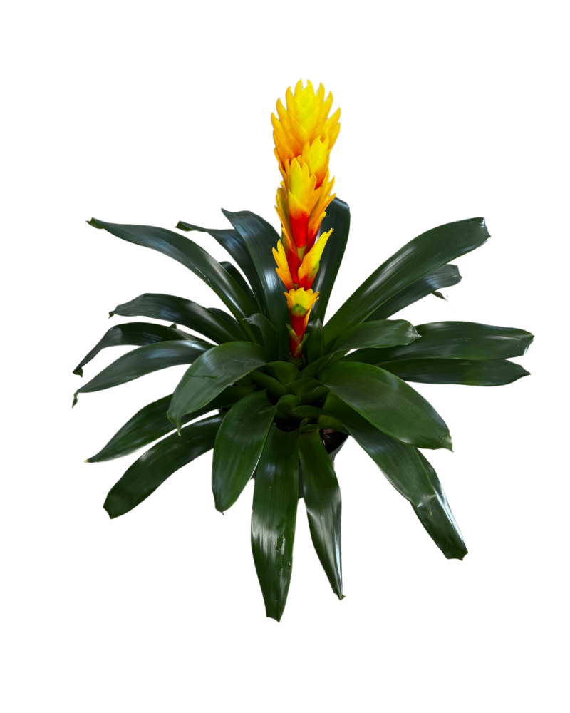 vriesea-bromeliad