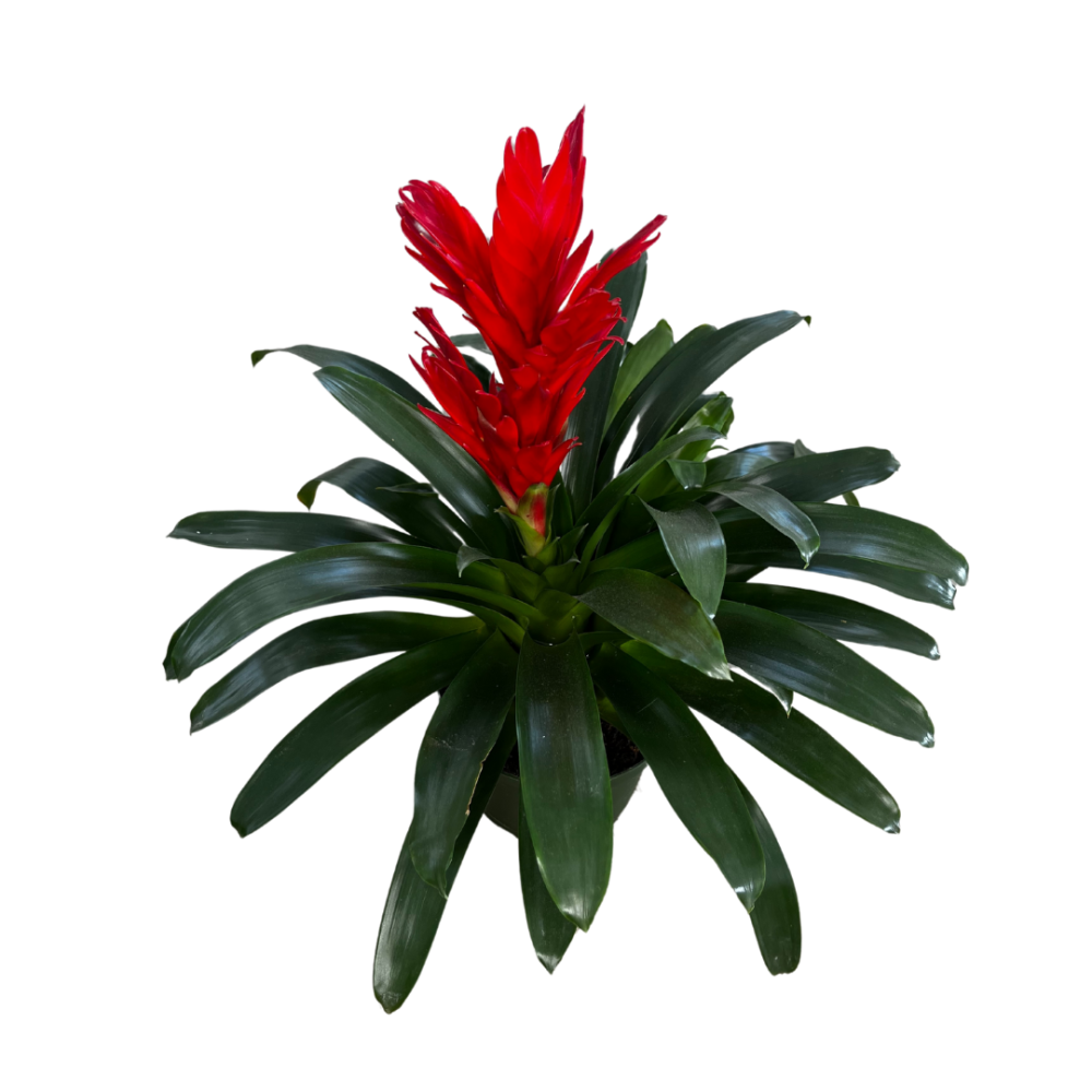 vriesea-bromeliad