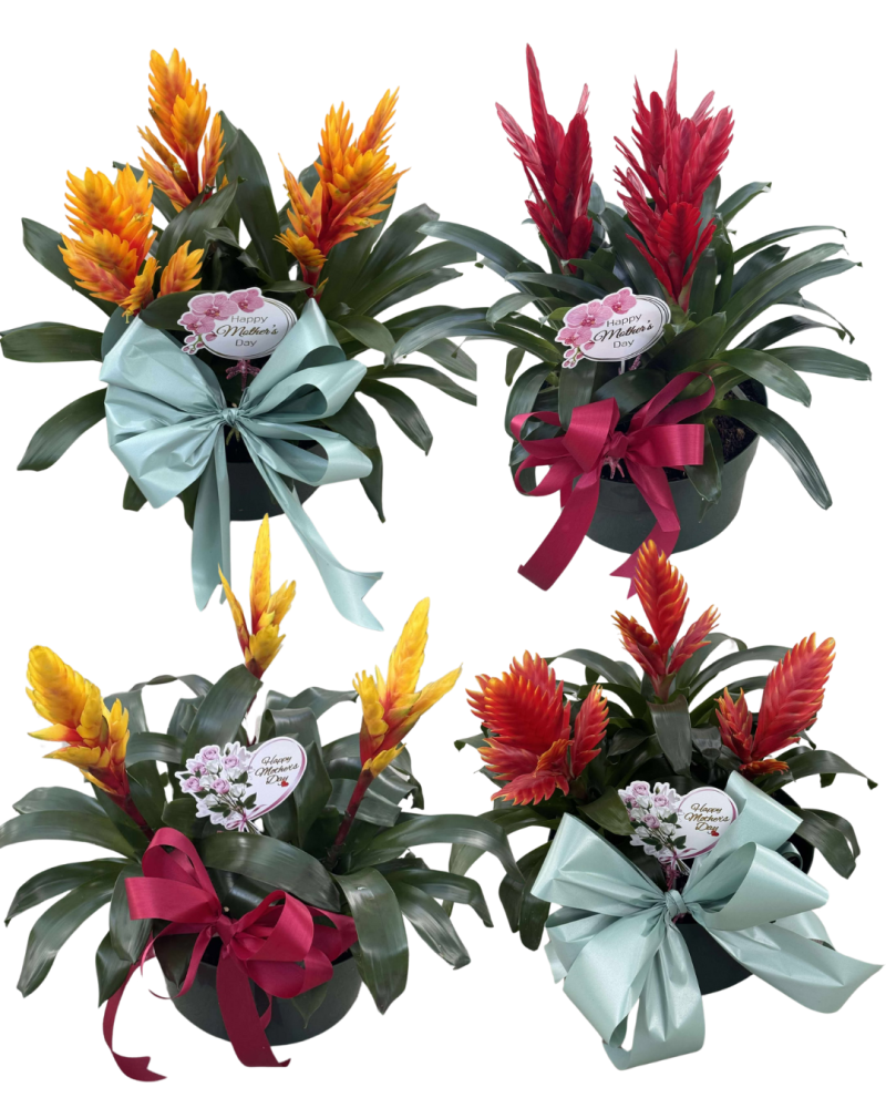 vriesea-bromeliad