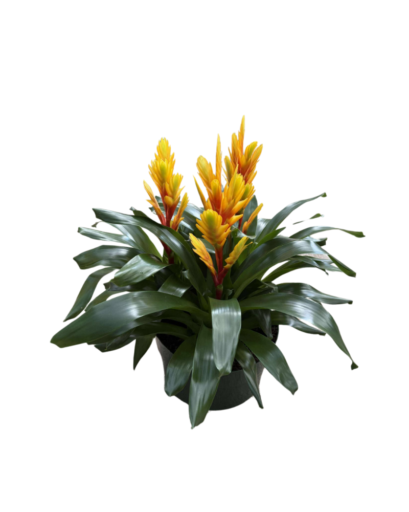 vriesea-bromeliad