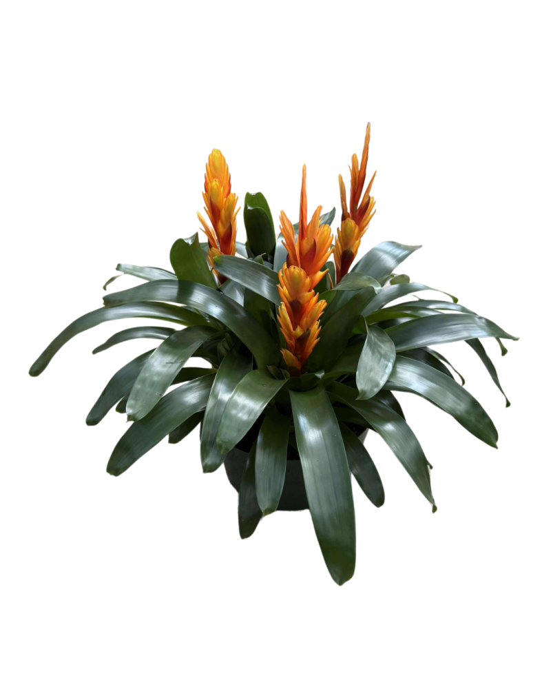 vriesea-bromeliad