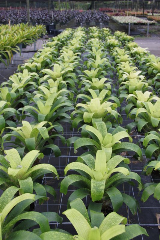 vriesea-fenestralis-bromeliad