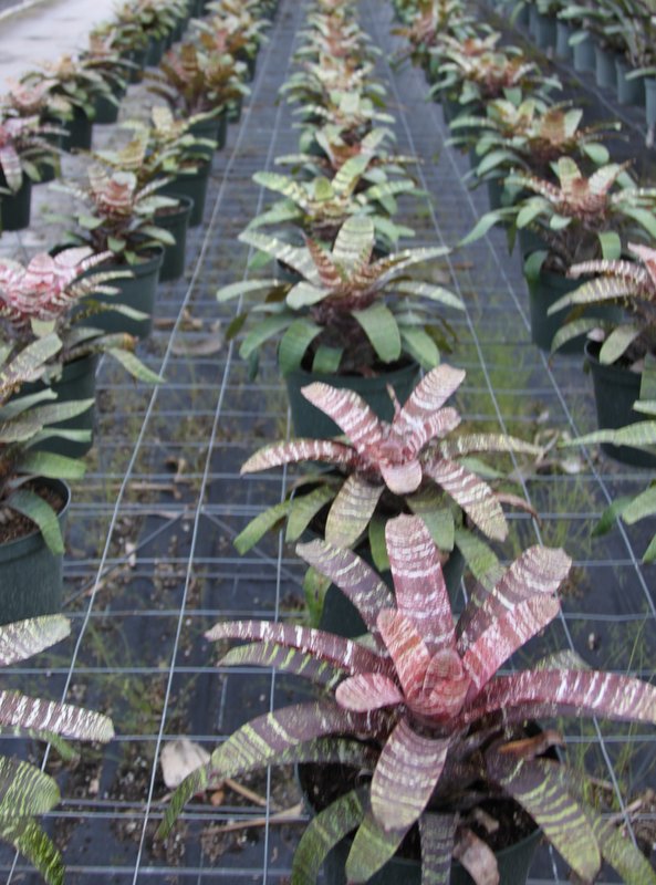 vriesea-fosteriana-x-red-chestnut-bromeliad