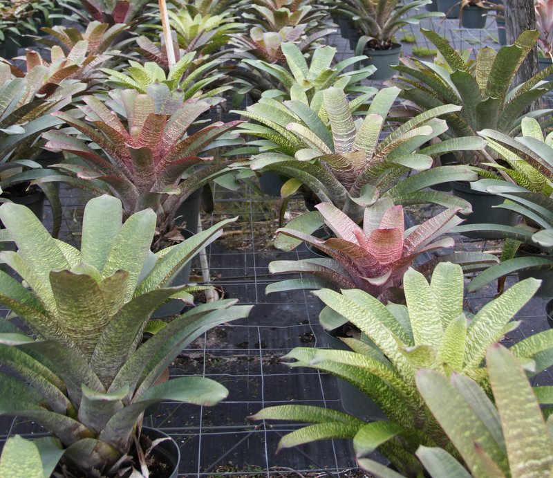 vriesea-hybrids-bromeliad