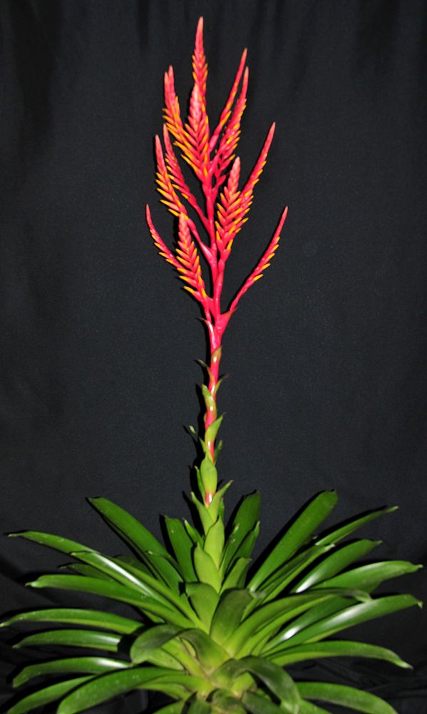 vriesea-inferno-bromeliad