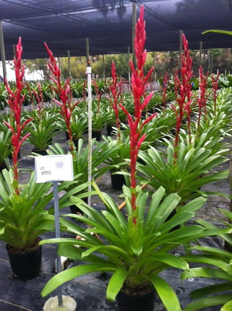 vriesea-inferno-bromeliad