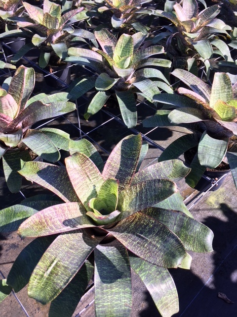 vriesea-kiwi-bromeliad