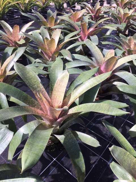 vriesea-kiwi-bromeliad