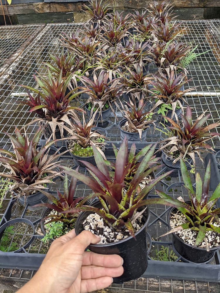 vriesea-lubbersii