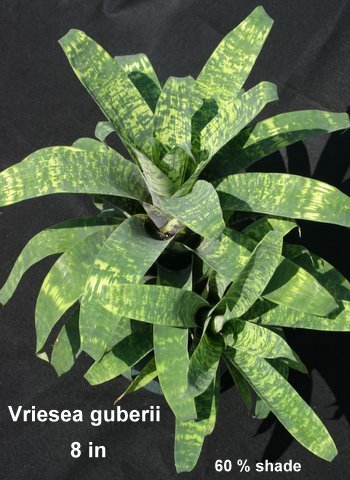 vriesea-ospinae-gruberii-bromeliad