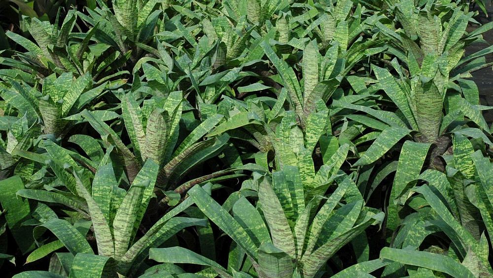 vriesea-ospinae-gruberii-bromeliad