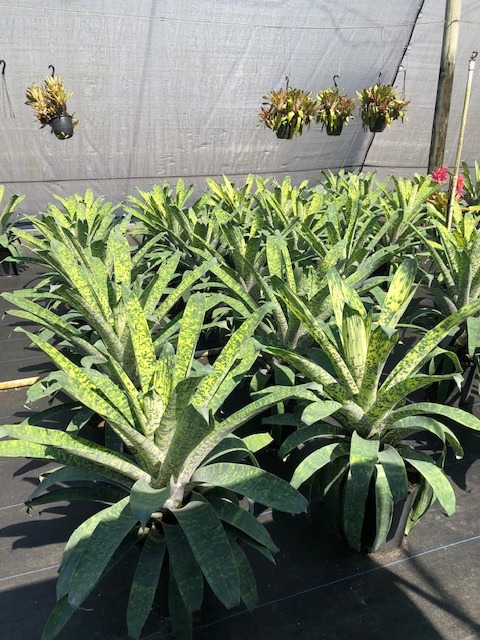 vriesea-ospinae-gruberii-bromeliad