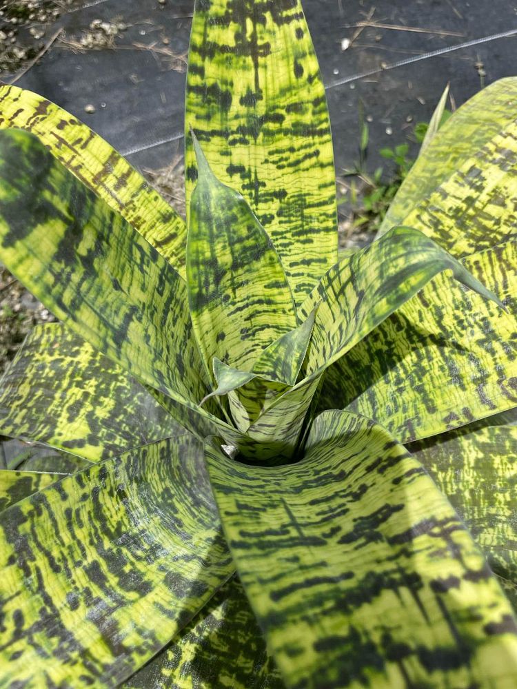 vriesea-ospinae-gruberii-bromeliad