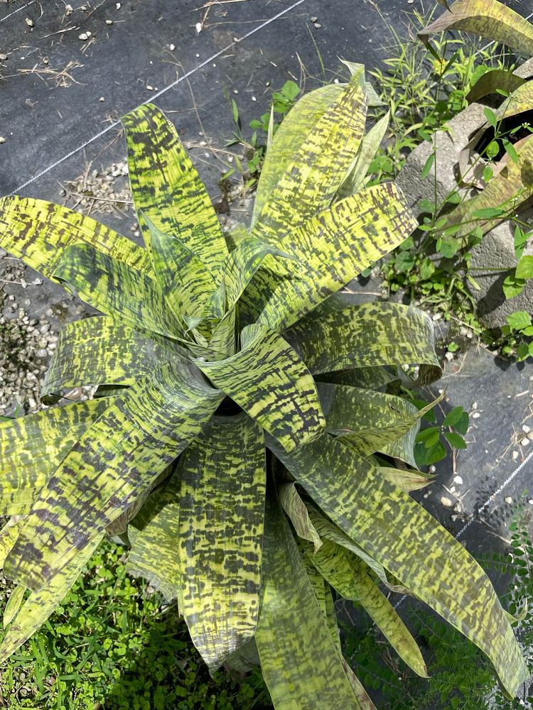 vriesea-ospinae-gruberii-bromeliad