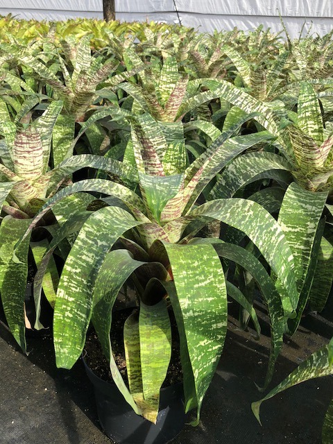 vriesea-ospinae-gruberii-ice-bromeliad