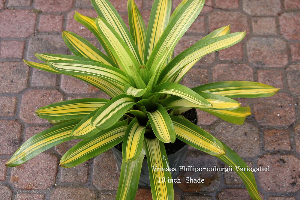 vriesea-phillipo-coburgii-variegated-bromeliad