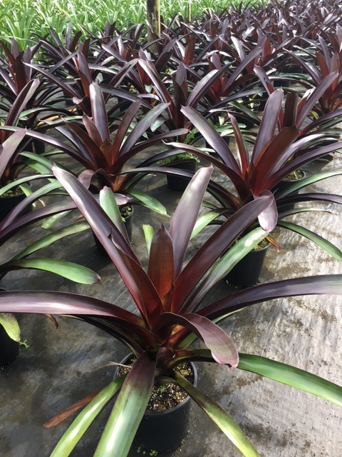 vriesea-sanguinolenta-bromeliad