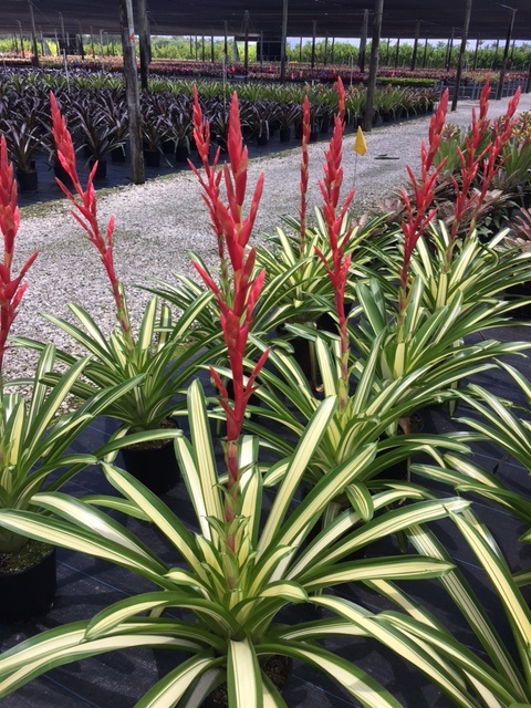 vriesea-volcano-bromeliad