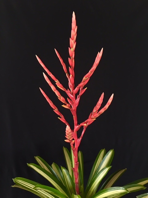 vriesea-volcano-bromeliad