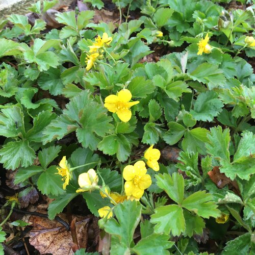 waldsteinia-barren-strawberry