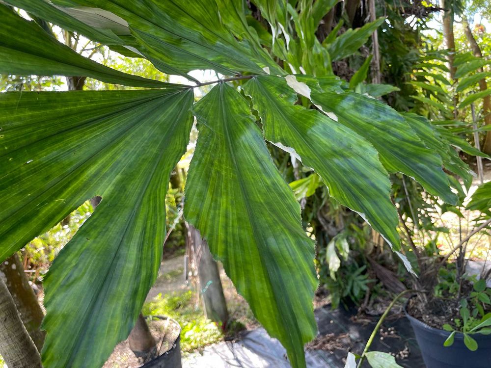 wallichia-disticha