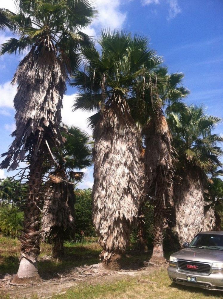 washingtonia-filifera-desert-fan-palm