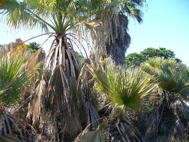 washingtonia-filifera-desert-fan-palm