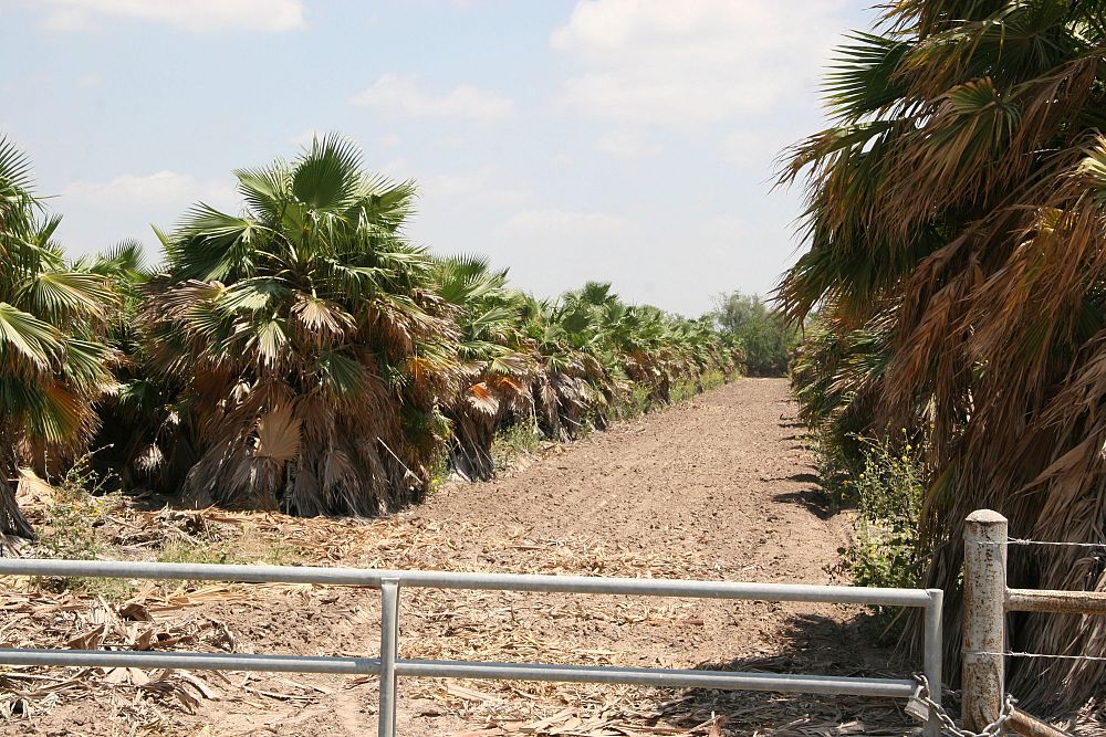 washingtonia-filifera-desert-fan-palm