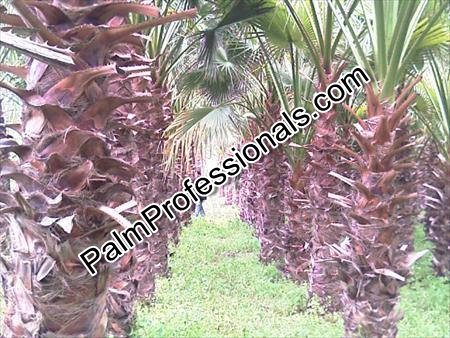 washingtonia-filifera-desert-fan-palm