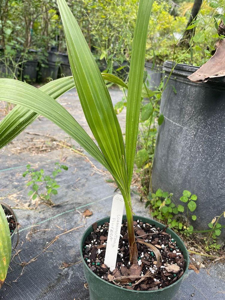 washingtonia-filifera-desert-fan-palm