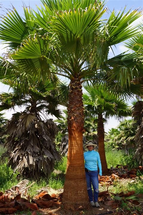 washingtonia-filifera-x-robusta-washington-filibusta-mexican-desert-fan-palm-hybrid