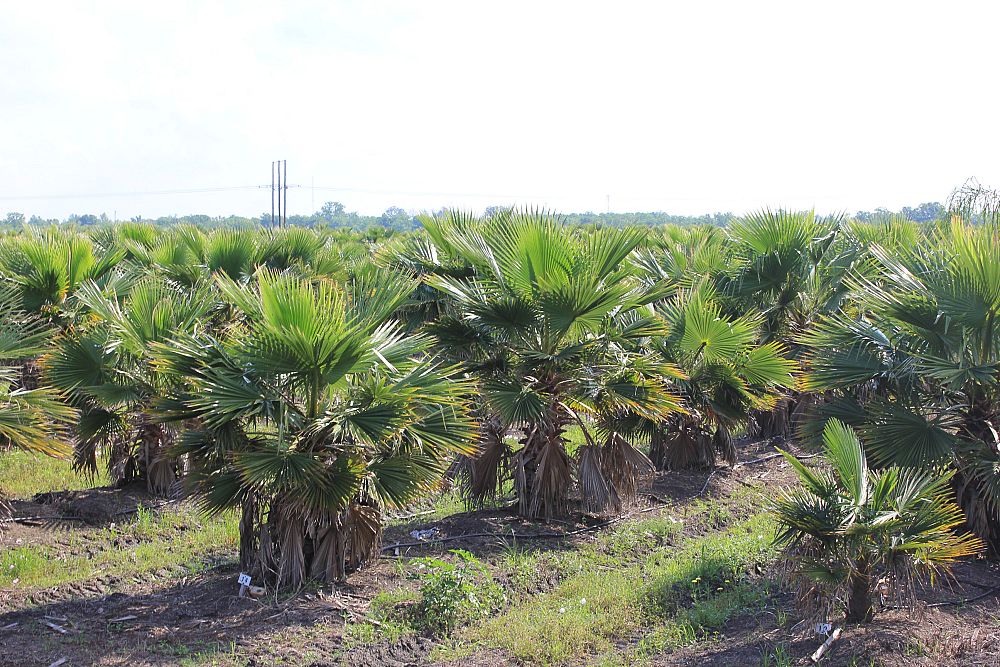 washingtonia-filifera-x-robusta-washington-filibusta-mexican-desert-fan-palm-hybrid