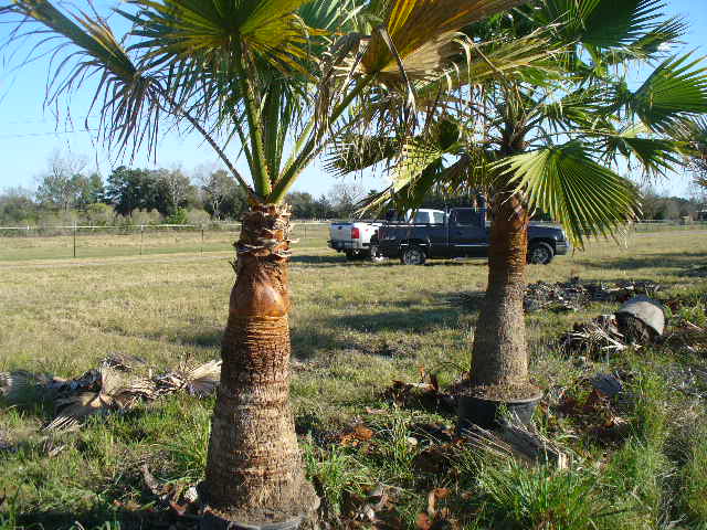 washingtonia-filifera-x-robusta-washington-filibusta-mexican-desert-fan-palm-hybrid
