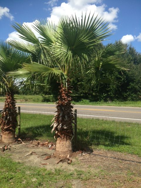 washingtonia-filifera-x-robusta-washington-filibusta-mexican-desert-fan-palm-hybrid