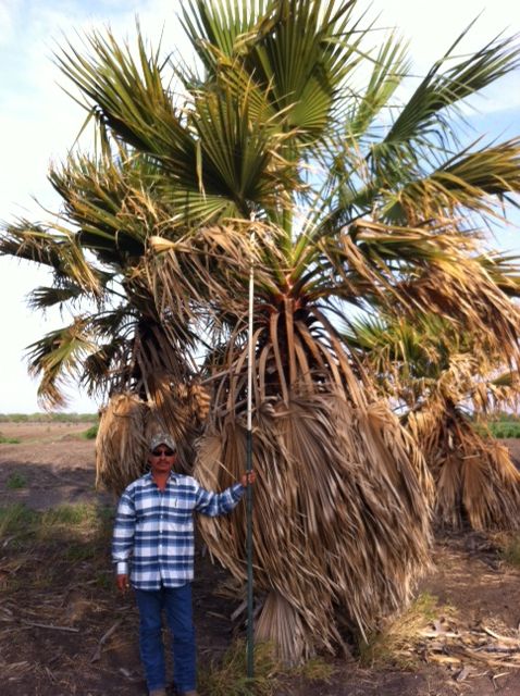washingtonia-filifera-x-robusta-washington-filibusta-mexican-desert-fan-palm-hybrid