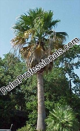 washingtonia-filifera-x-robusta-washington-filibusta-mexican-desert-fan-palm-hybrid