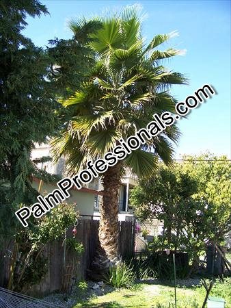 washingtonia-filifera-x-robusta-washington-filibusta-mexican-desert-fan-palm-hybrid