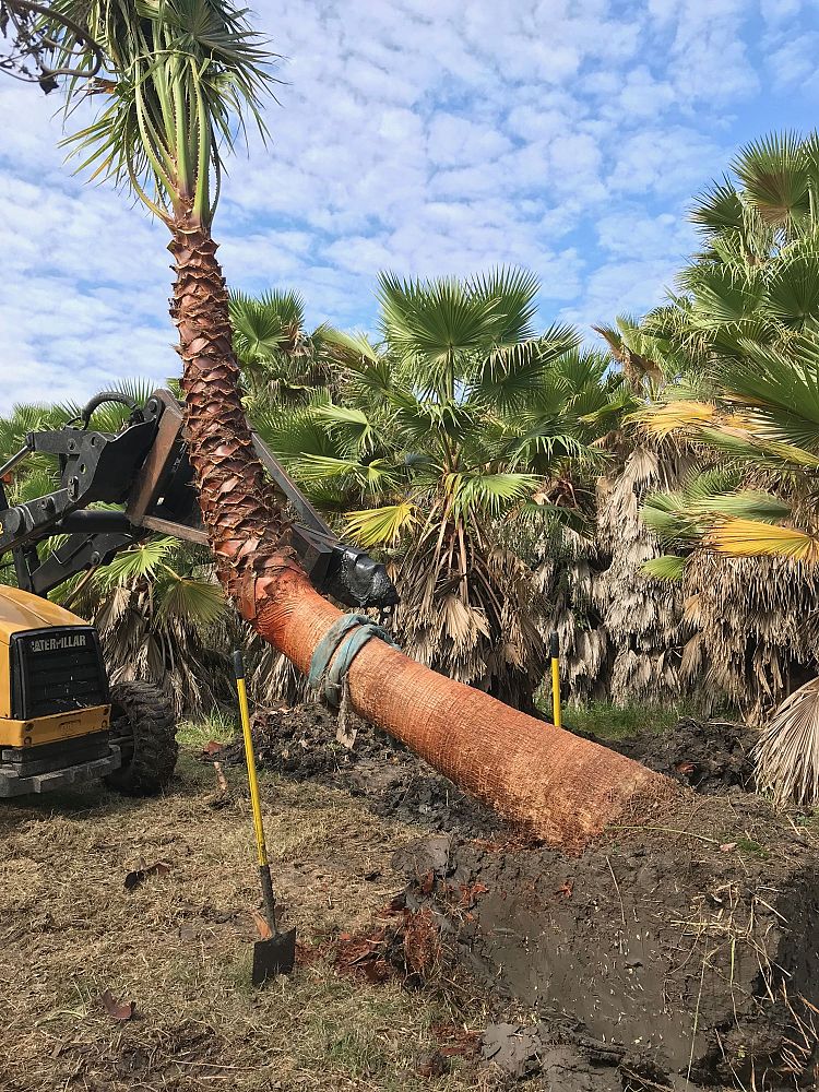 washingtonia-filifera-x-robusta-washington-filibusta-mexican-desert-fan-palm-hybrid
