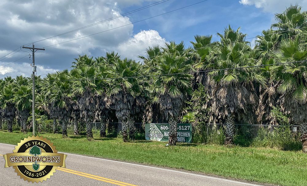 washingtonia-filifera-x-robusta-washington-filibusta-mexican-desert-fan-palm-hybrid