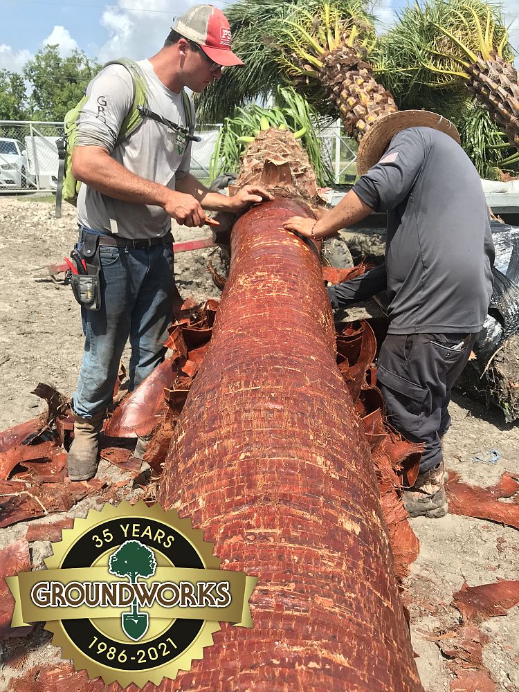 washingtonia-filifera-x-robusta-washington-filibusta-mexican-desert-fan-palm-hybrid