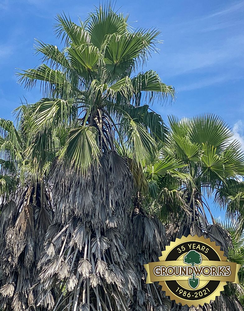 washingtonia-filifera-x-robusta-washington-filibusta-mexican-desert-fan-palm-hybrid