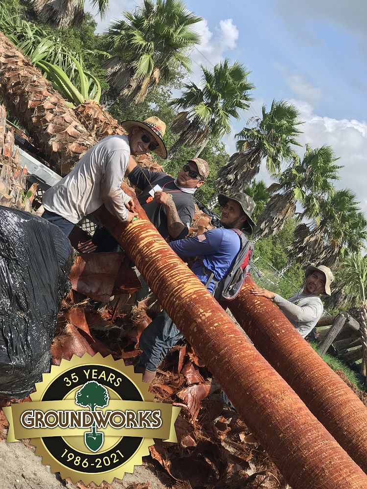 washingtonia-filifera-x-robusta-washington-filibusta-mexican-desert-fan-palm-hybrid