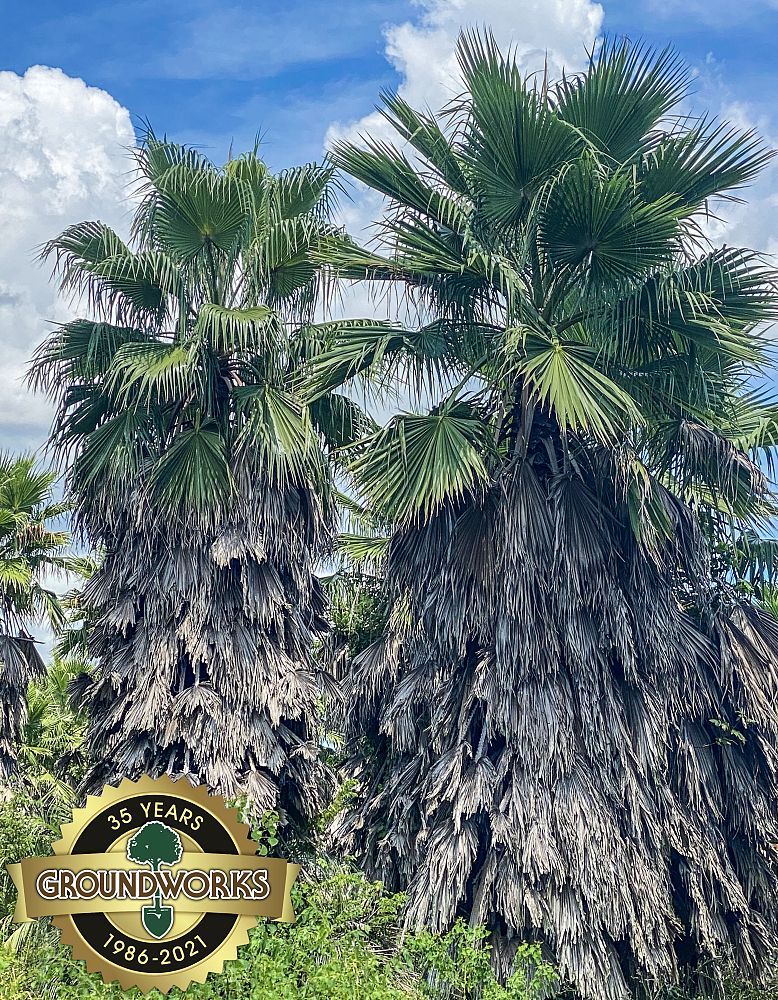 washingtonia-filifera-x-robusta-washington-filibusta-mexican-desert-fan-palm-hybrid