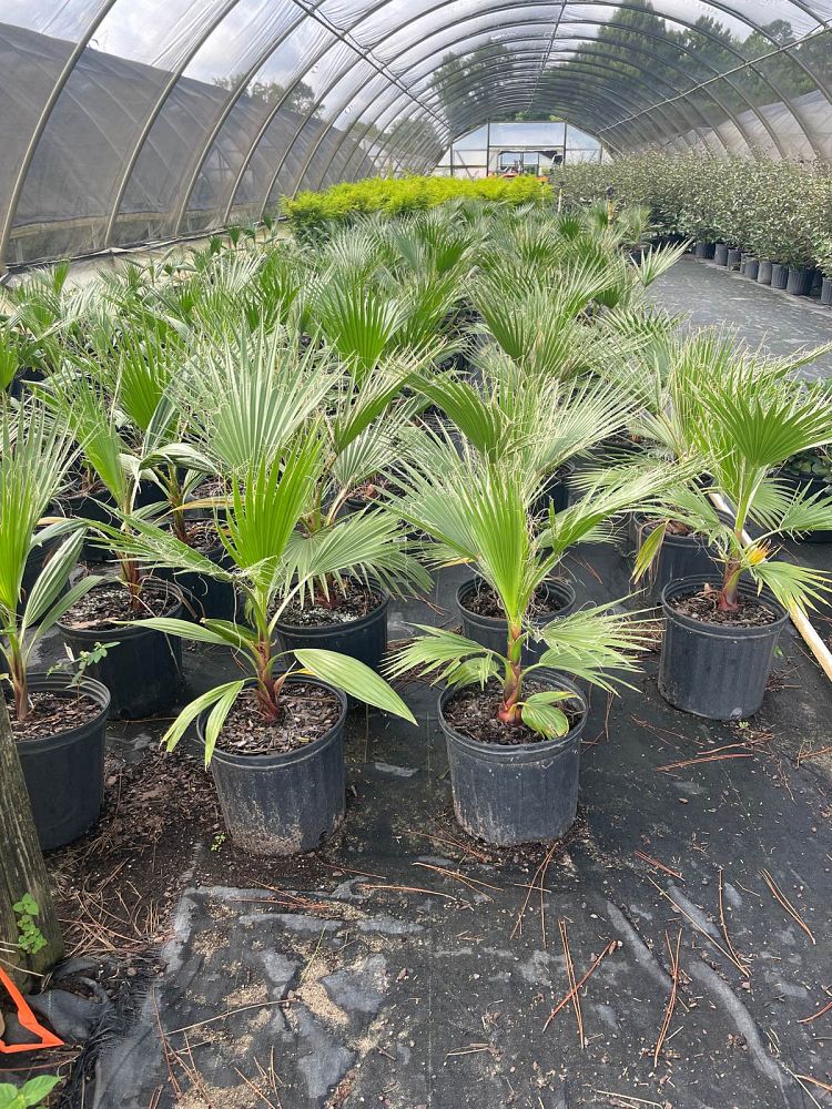 washingtonia-filifera-x-robusta-washington-filibusta-mexican-desert-fan-palm-hybrid