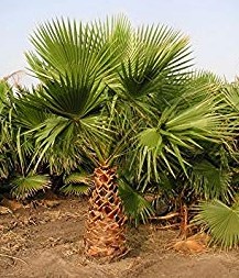 washingtonia-filifera-x-robusta-washington-filibusta-mexican-desert-fan-palm-hybrid