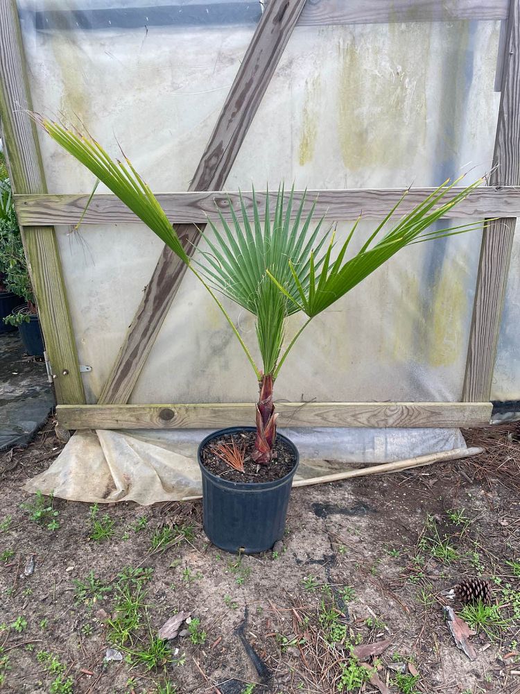washingtonia-filifera-x-robusta-washington-filibusta-mexican-desert-fan-palm-hybrid